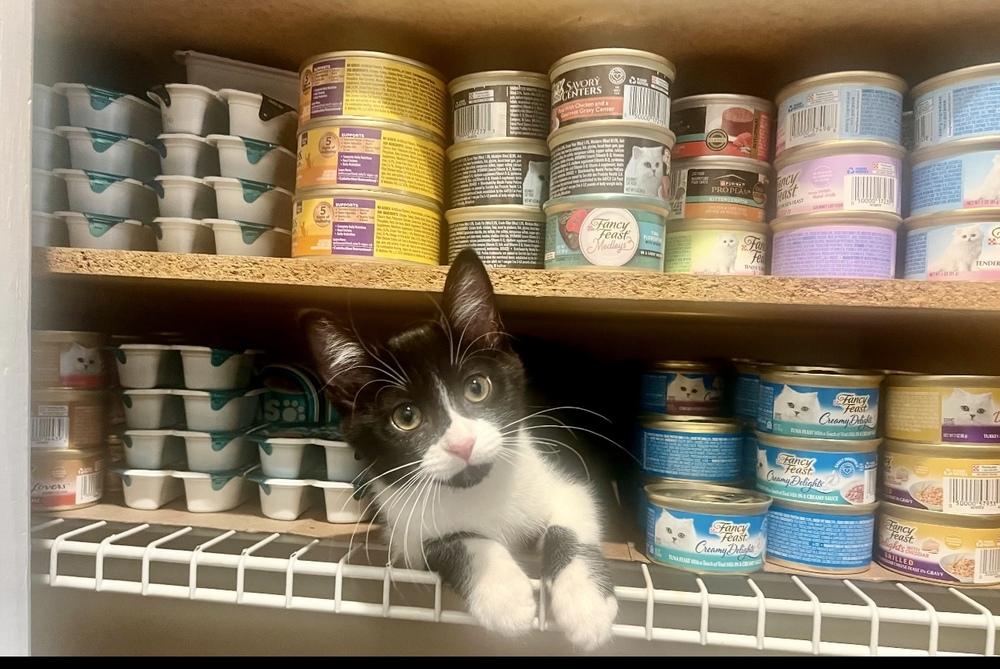 Aspen, a Adoptable Domestic Short Hair in Lake Wylie, SC image 3/6