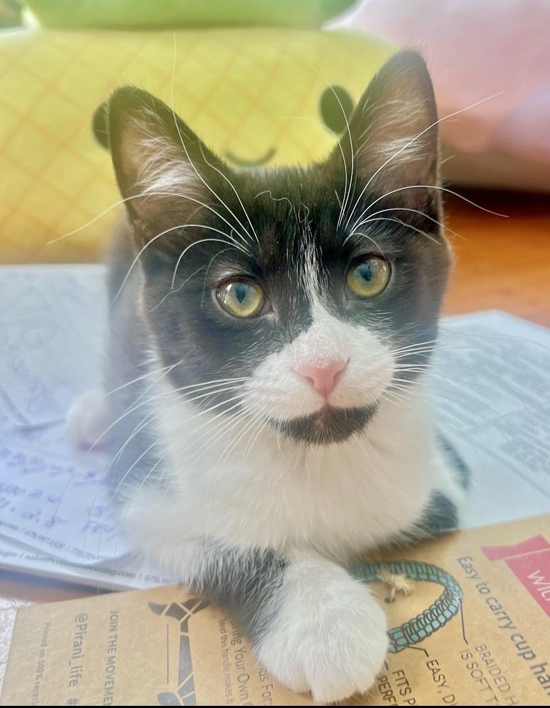 Aspen, a Adoptable Domestic Short Hair in Lake Wylie, SC image 4/6