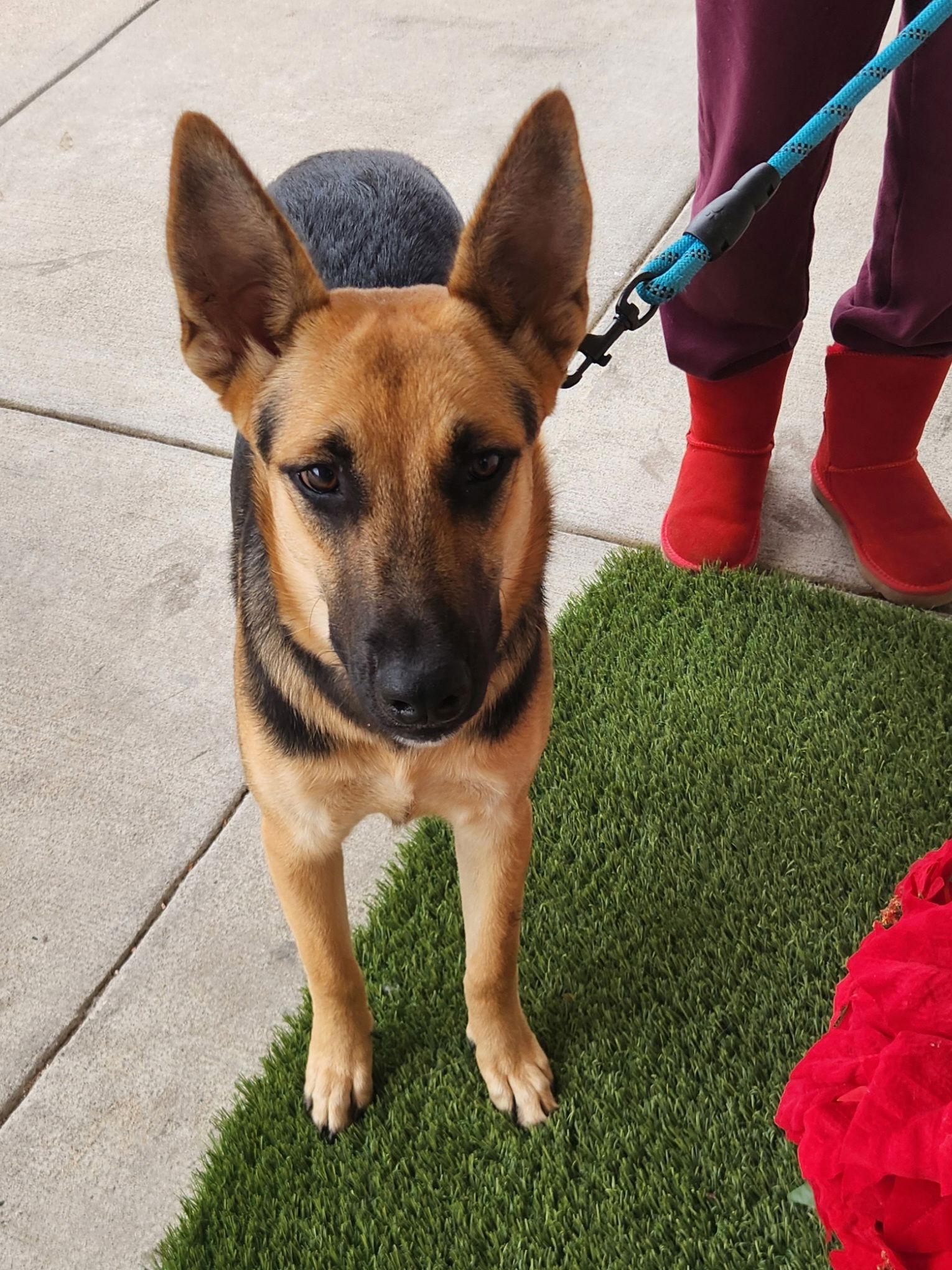 Sophia, Adopted, Young Female German Shepherd Dog.