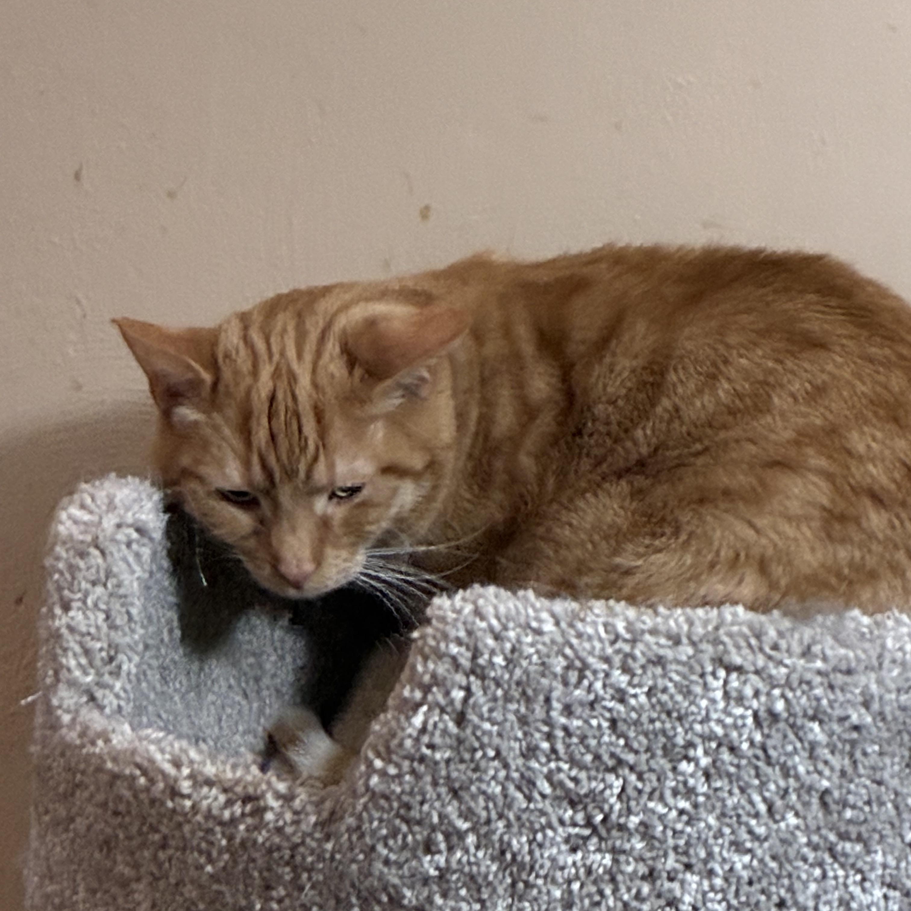 Enlarge Mittens, a ADOPTABLE mixed breed in Stahlstown, PA image 1/3