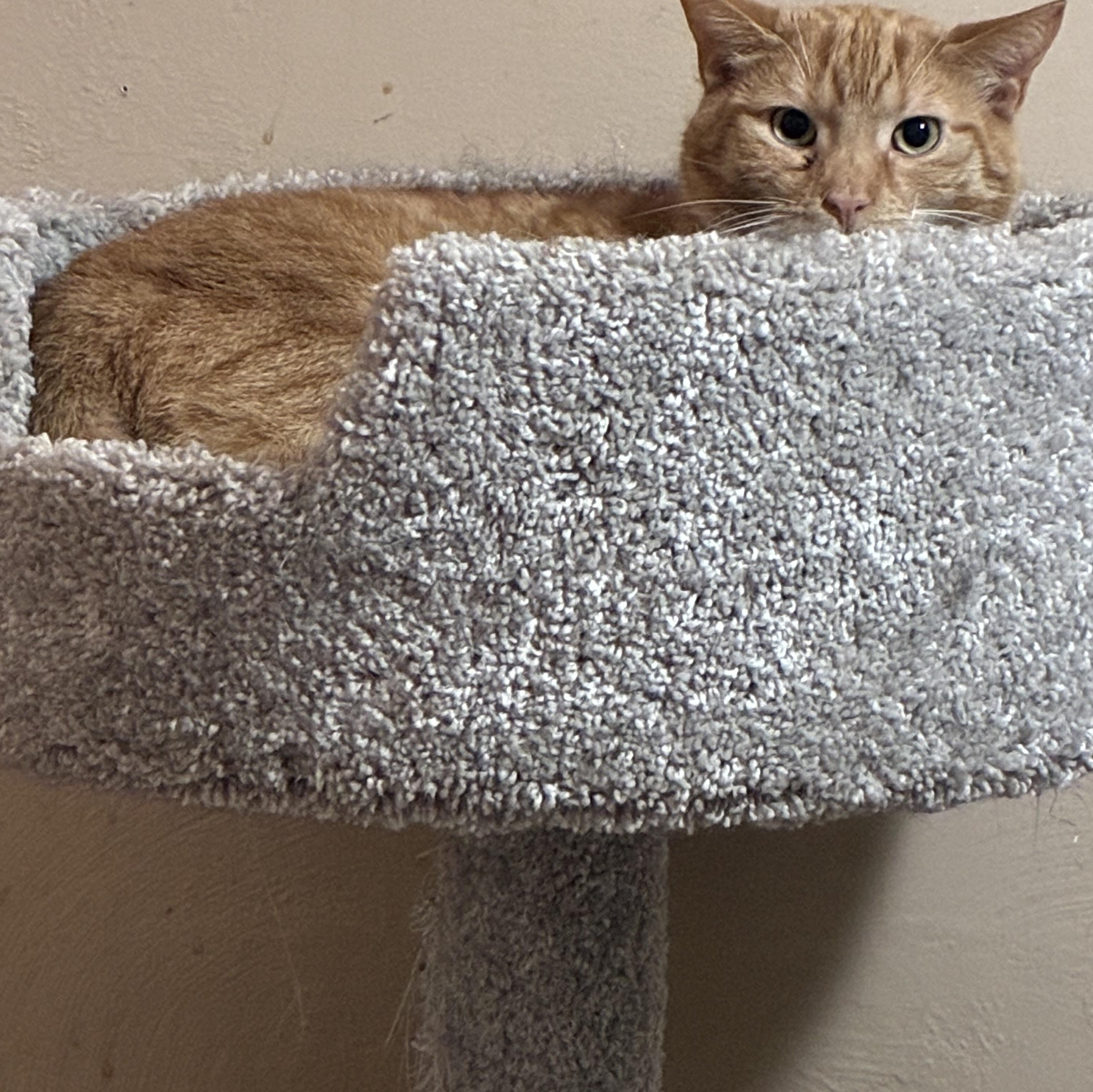 Enlarge Mittens, a ADOPTABLE mixed breed in Stahlstown, PA image 2/3