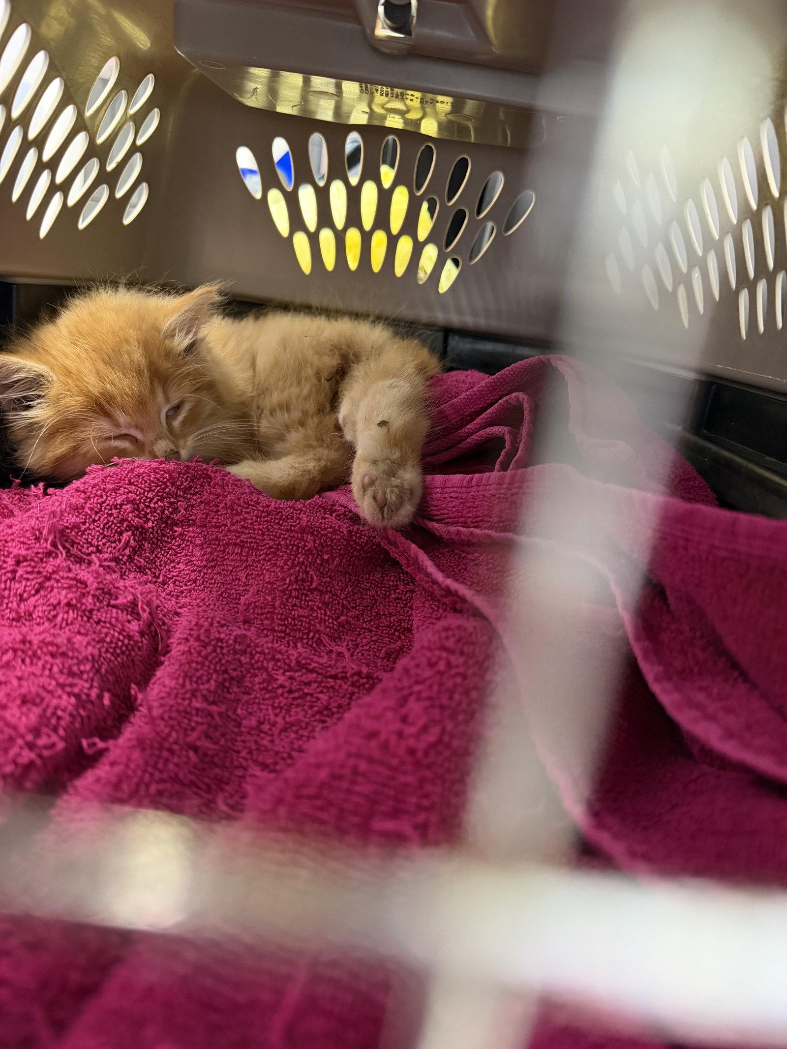 Tang, a Adopted Domestic Medium Hair in Elkins, WV image 1/2