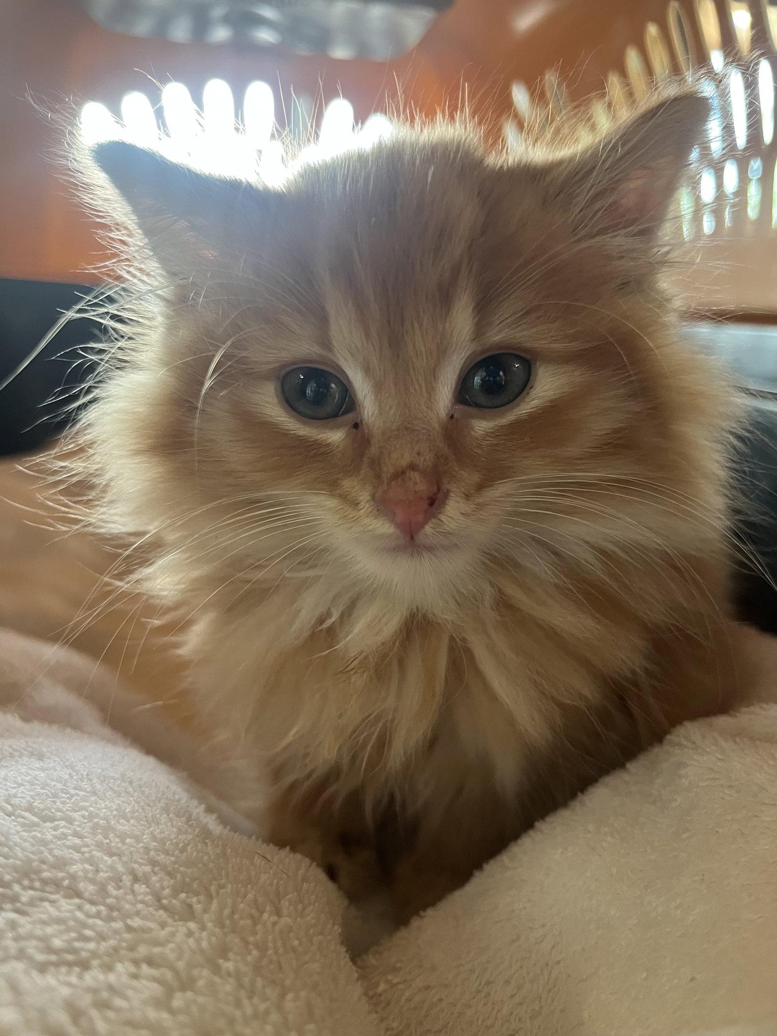 Tang, a Adopted Domestic Medium Hair in Elkins, WV image 2/2