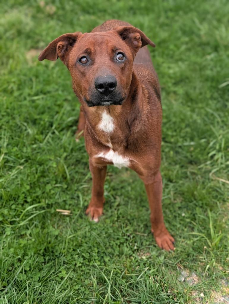 Piper, Adoptable, Puppy Female Labrador Retriever & Mixed Breed.