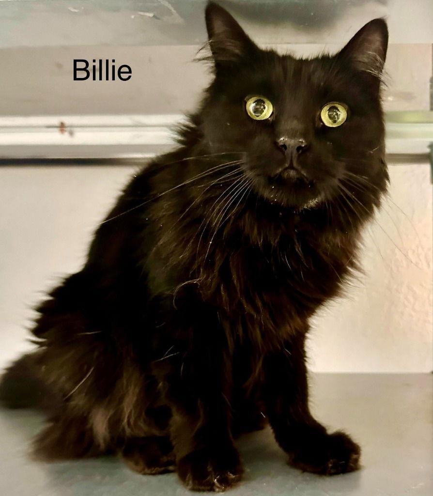 Billie (Heather), Adoptable, Adult Female Domestic Long Hair.