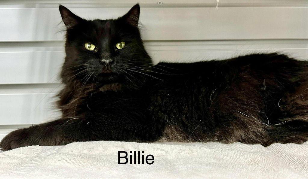 Enlarge Billie (Heather), a Adoptable Domestic Long Hair in Saint George, UT image 3/3