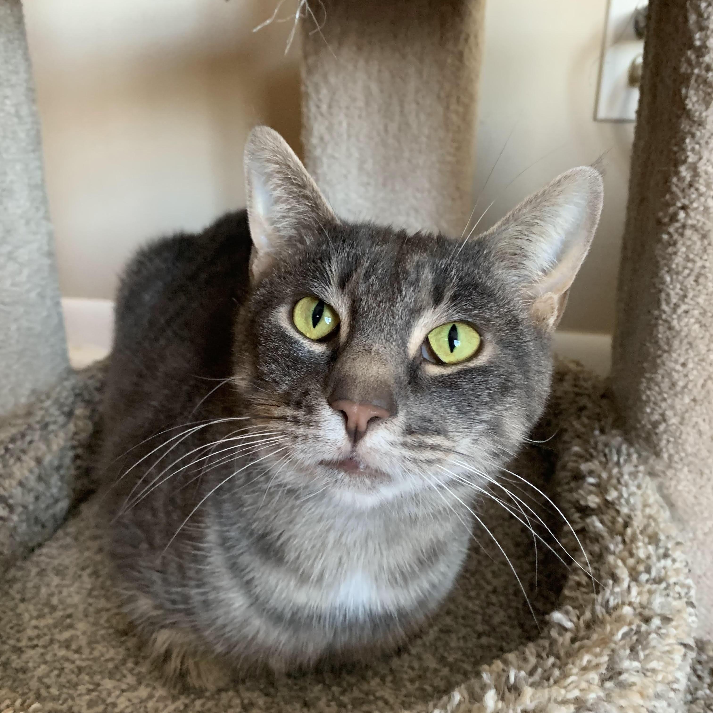 Opal, Adoptable, Adult Female Domestic Short Hair.