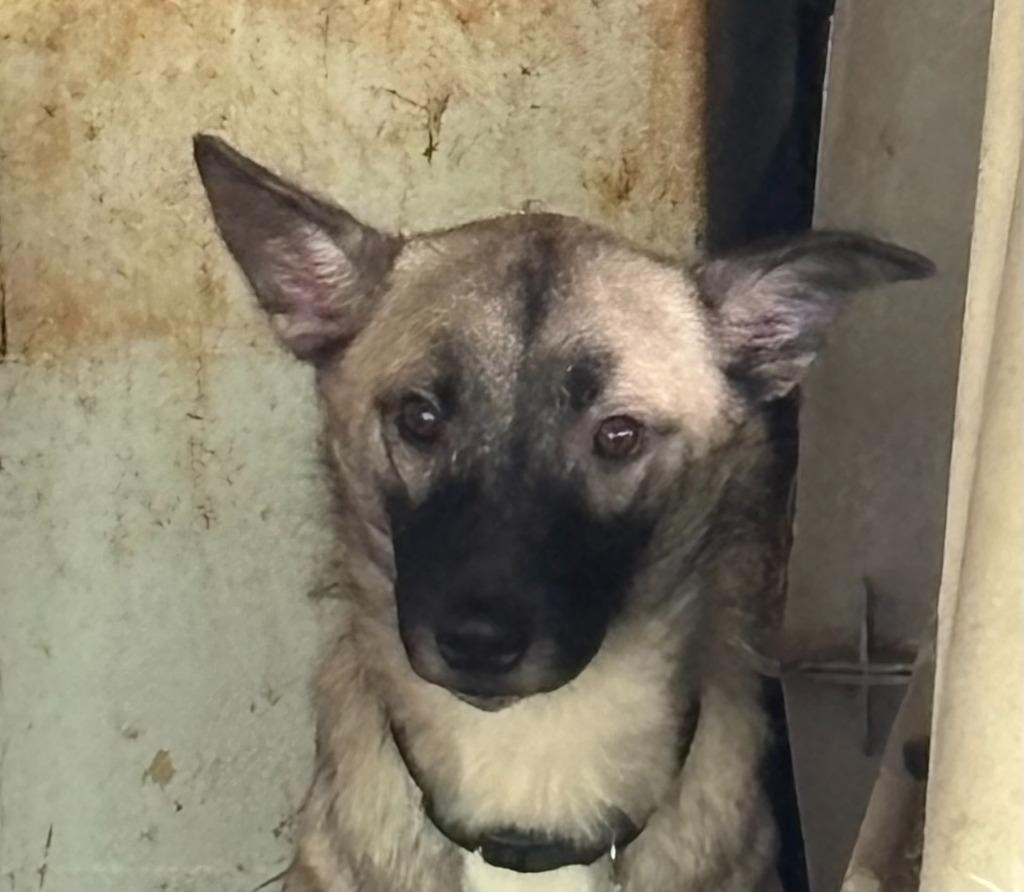 Alvin, Adoptable, Young Male Mixed Breed & German Shepherd Dog.