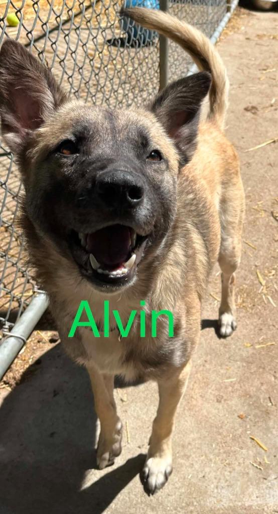 Alvin, a Adoptable mixed breed in Princeton, IN image 2/2