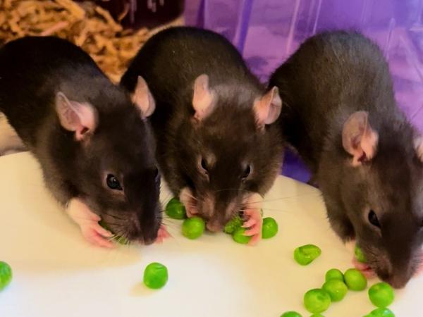 Enlarge Merry, Pippin & Samwise, a Adopted Rat in Dedham, MA image 2/4