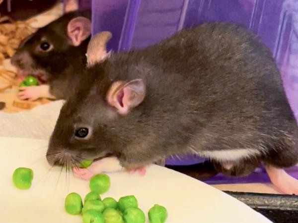 Enlarge Merry, Pippin & Samwise, a Adopted Rat in Dedham, MA image 3/4