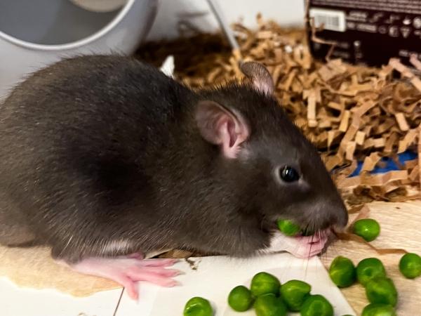 Enlarge Merry, Pippin & Samwise, a Adopted Rat in Dedham, MA image 4/4