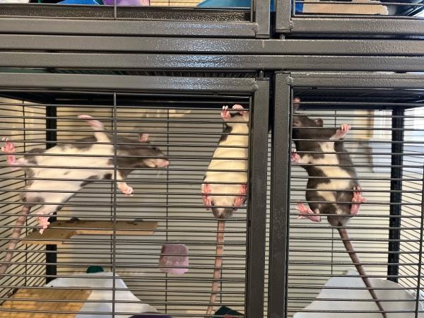 Enlarge Merry, Pippin & Samwise, a Adopted Rat in Dedham, MA image 1/4