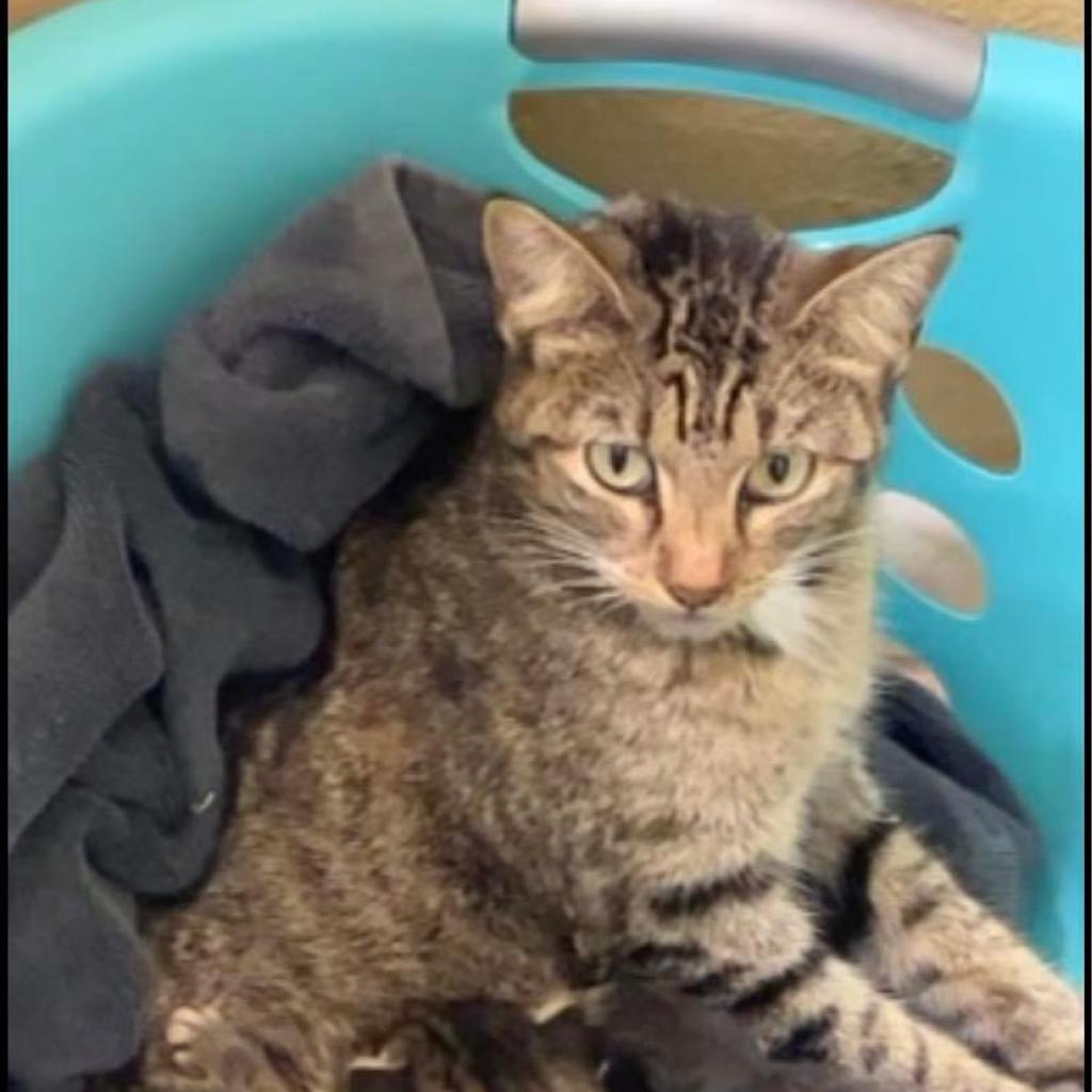 Enlarge Balega, a Adoptable Domestic Short Hair in Folsom, LA image 2/2