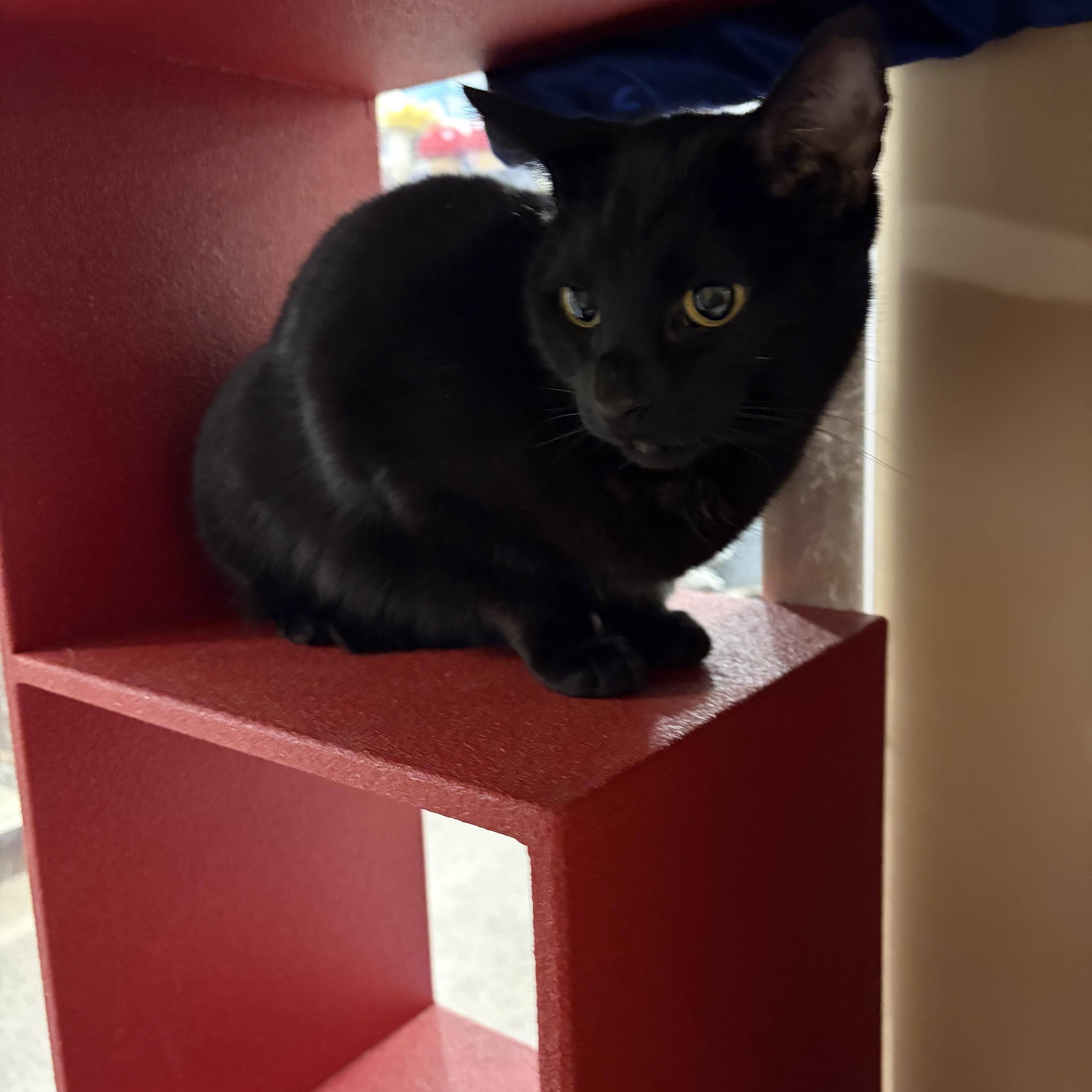 Enlarge Smokey and Frosty (bonded), a Adoptable Domestic Short Hair in DeWitt, NY image 4/6
