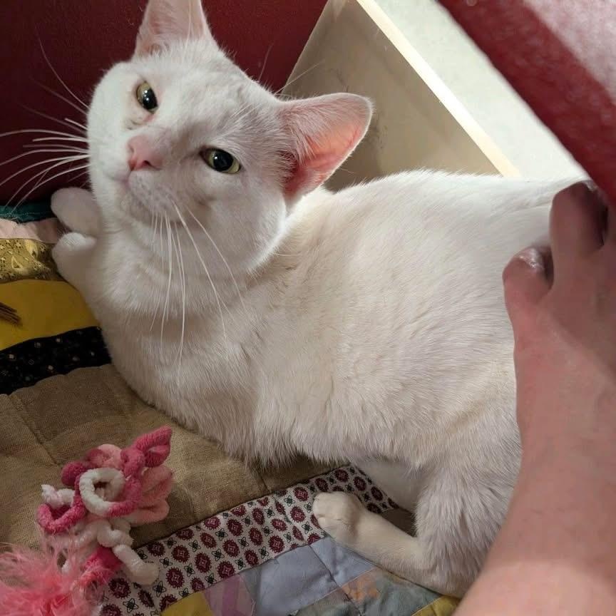 Enlarge Smokey and Frosty (bonded), a Adoptable Domestic Short Hair in DeWitt, NY image 5/6