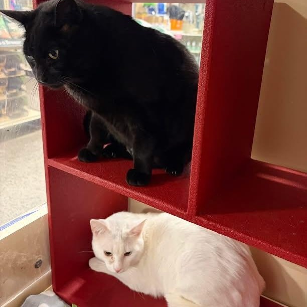 Enlarge Smokey and Frosty (bonded), a Adoptable Domestic Short Hair in DeWitt, NY image 3/6