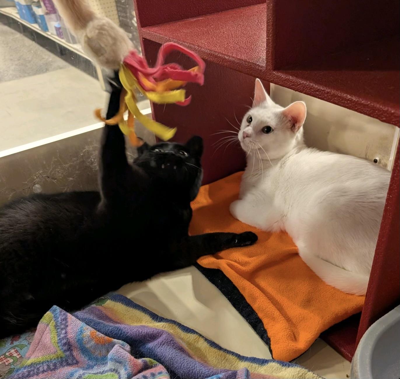 Enlarge Smokey and Frosty (bonded), a Adoptable Domestic Short Hair in DeWitt, NY image 2/6