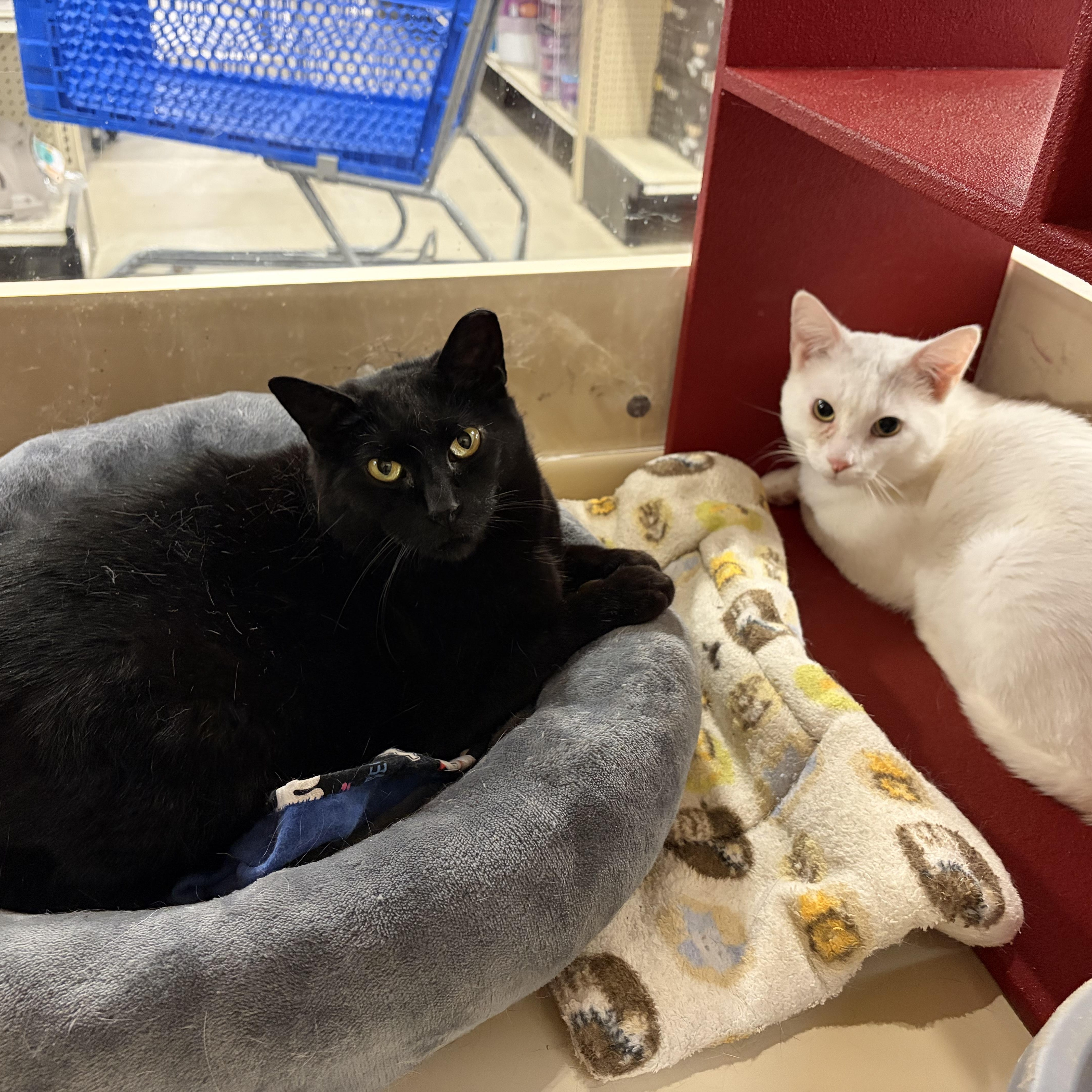 Smokey and Frosty (bonded), Adoptable, Young Male Domestic Short Hair.