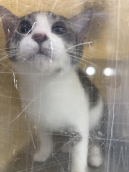 Bergamot, a Adoptable mixed breed in Silverdale, WA image 4/6