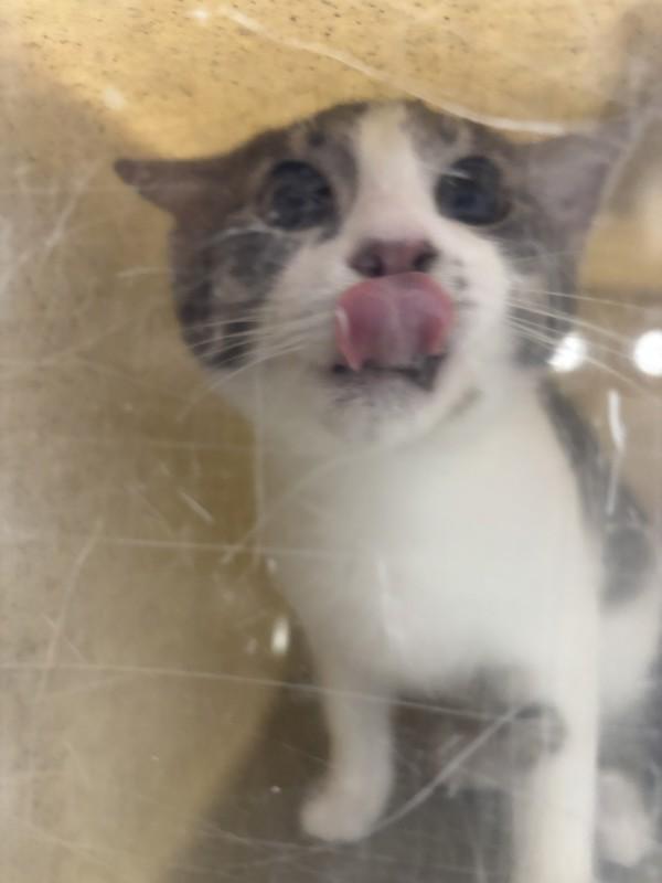 Bergamot, a Adoptable mixed breed in Silverdale, WA image 6/6