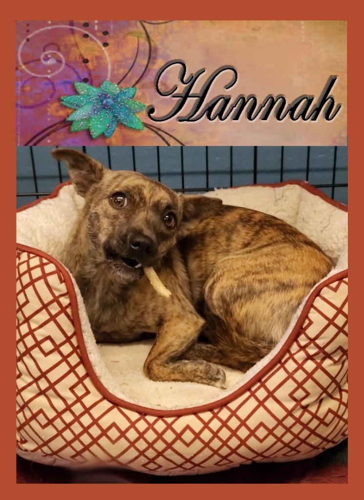 Hannah, Adopted, Adult Female Dachshund & Chihuahua.