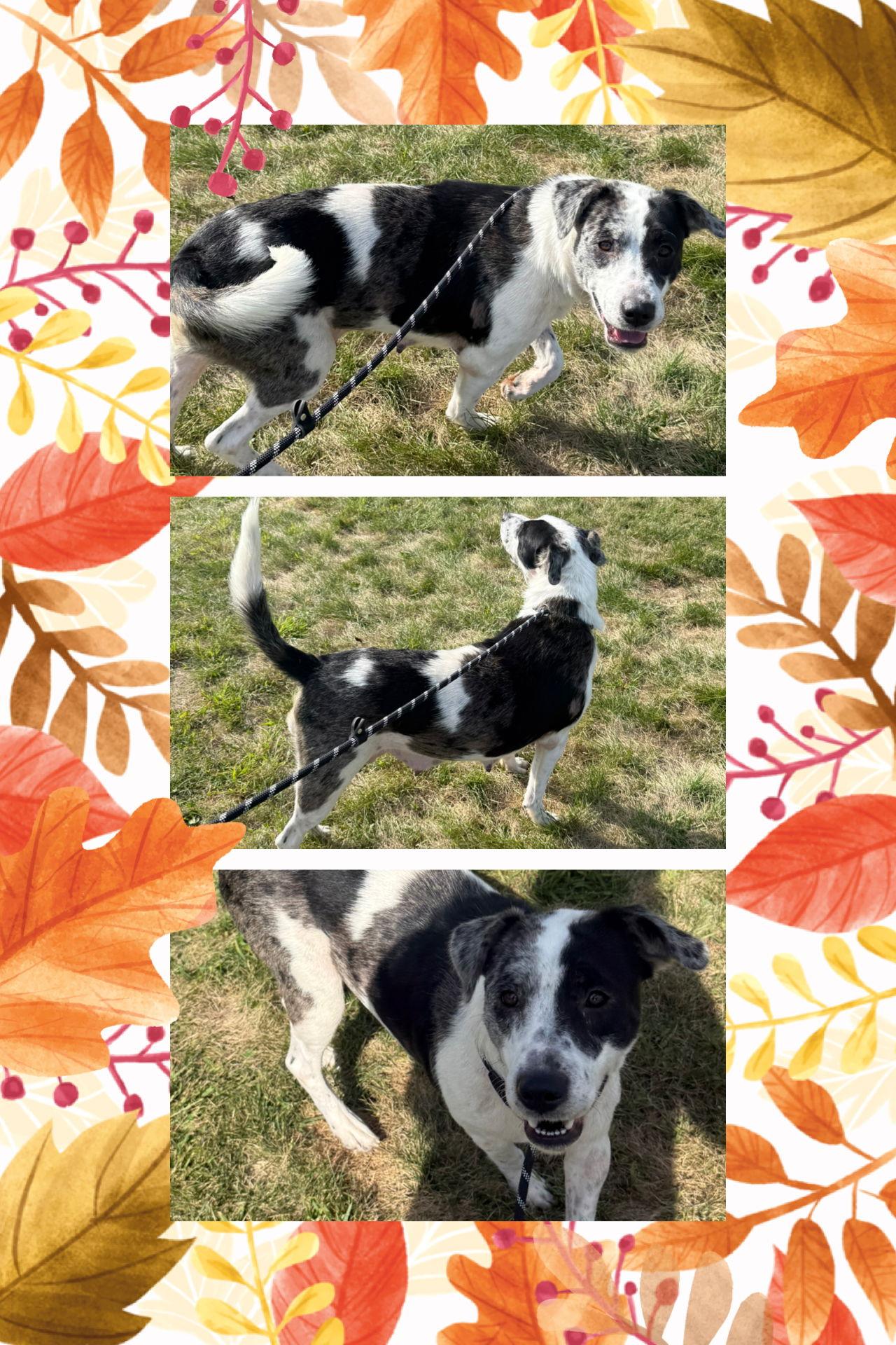 Enlarge Lady, a Adoptable Catahoula Leopard Dog in Walnutport, PA image 1/3