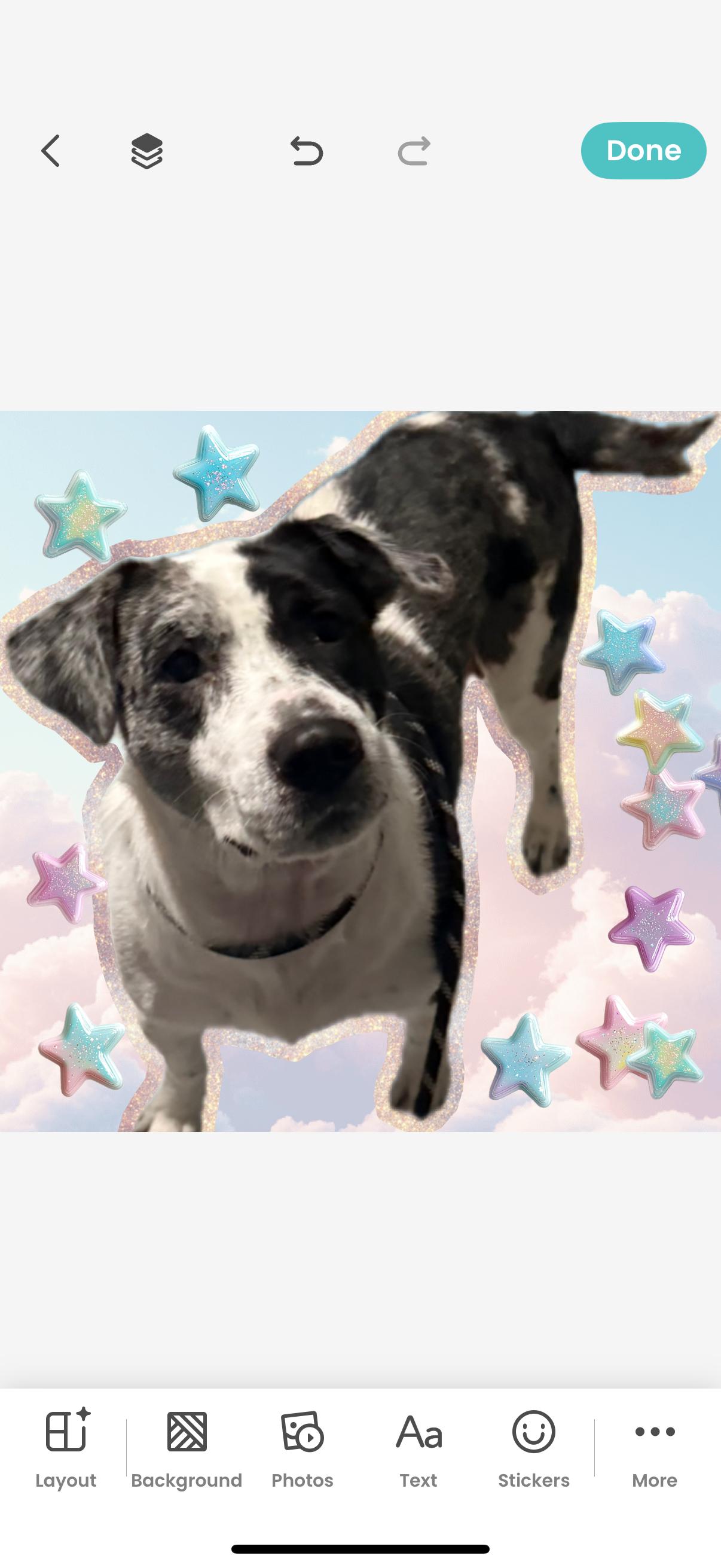 Enlarge Lady, a Adoptable Catahoula Leopard Dog in Walnutport, PA image 2/3