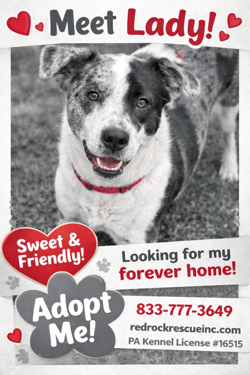 Enlarge Lady, a Adoptable mixed breed in Walnutport, PA image 1/2