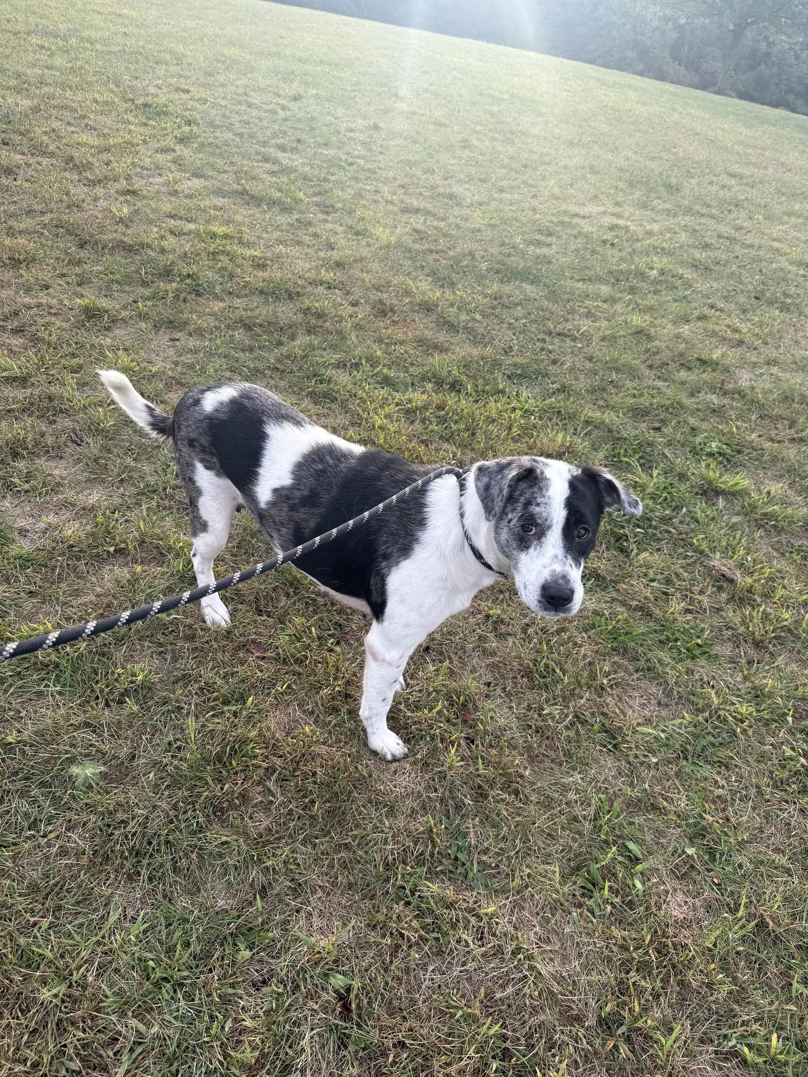 Enlarge Lady, a Adoptable Catahoula Leopard Dog in Walnutport, PA image 3/3