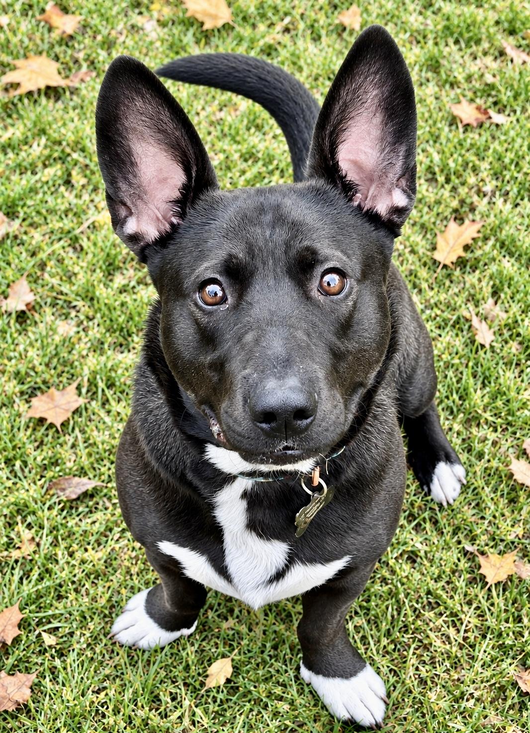 Enlarge Bear Courtesy Listing, a Adoptable mixed breed in Westfield, NY image 1/5