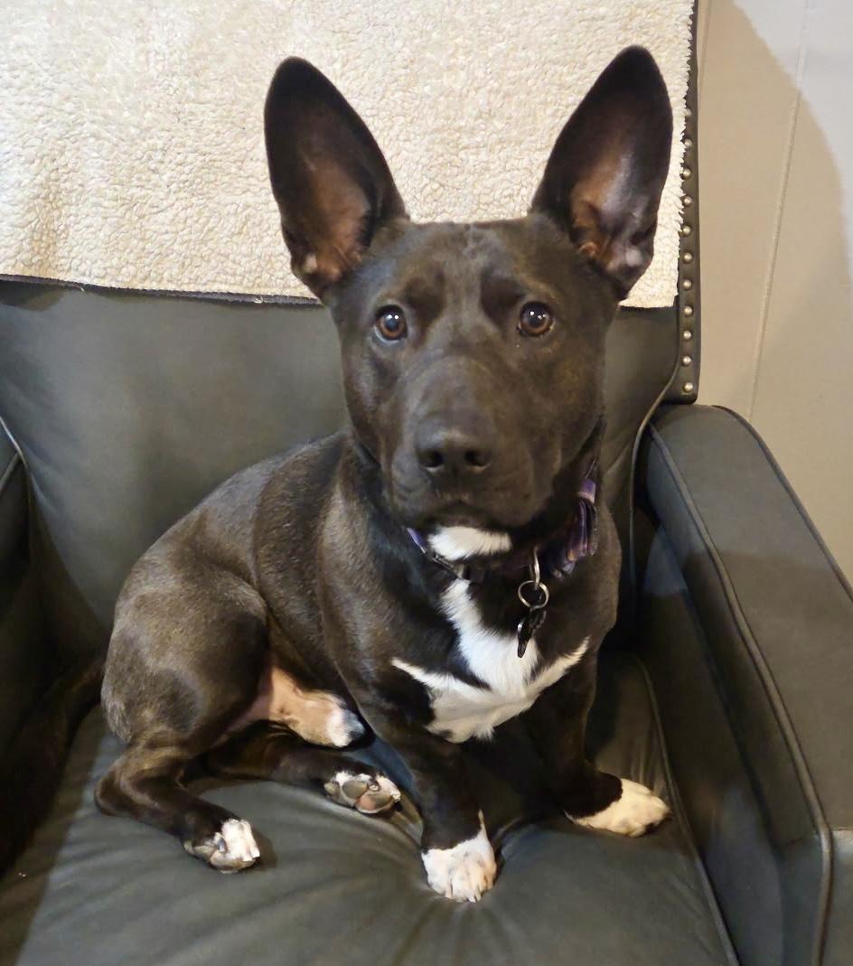 Enlarge Bear Courtesy Listing, a Adoptable mixed breed in Westfield, NY image 4/5
