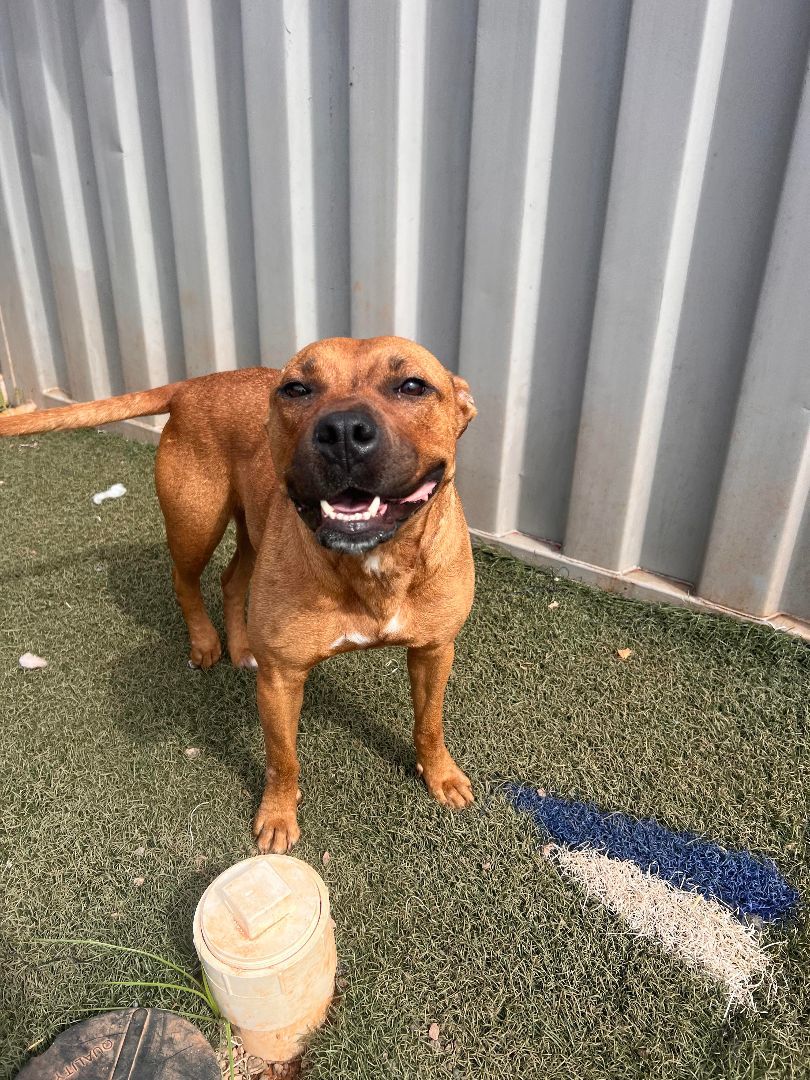 Tori, Adoptable, Adult Female Boxer.