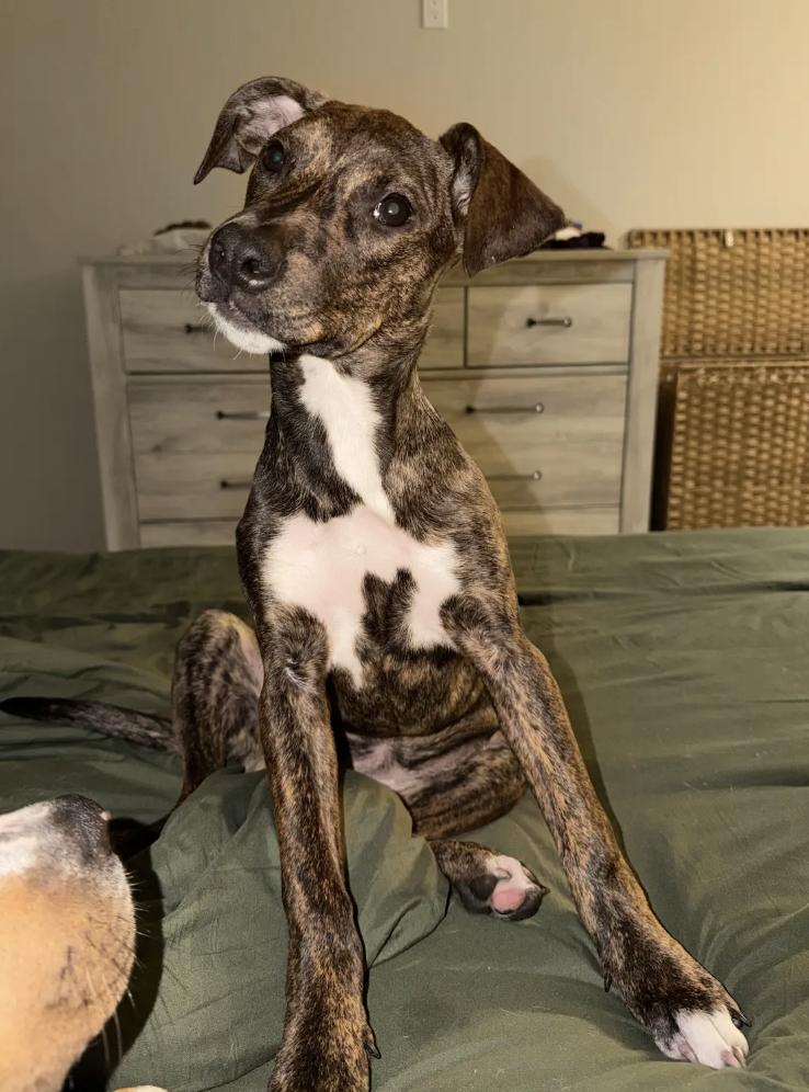 Brynn, Adoptable, Puppy Female Plott Hound.