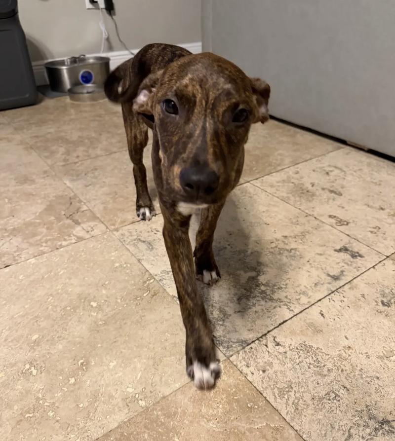 Enlarge Brynn, a Adoptable mixed breed in Orlando, FL image 6/6