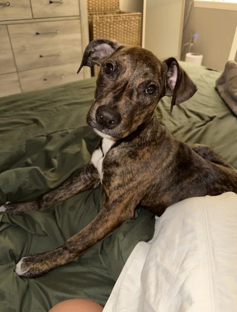 Enlarge Brynn, a Adoptable mixed breed in Orlando, FL image 2/6