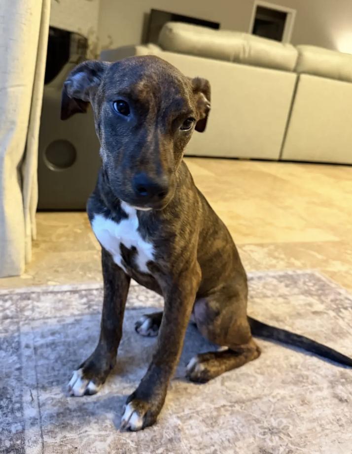 Enlarge Brynn, a Adoptable mixed breed in Orlando, FL image 4/6
