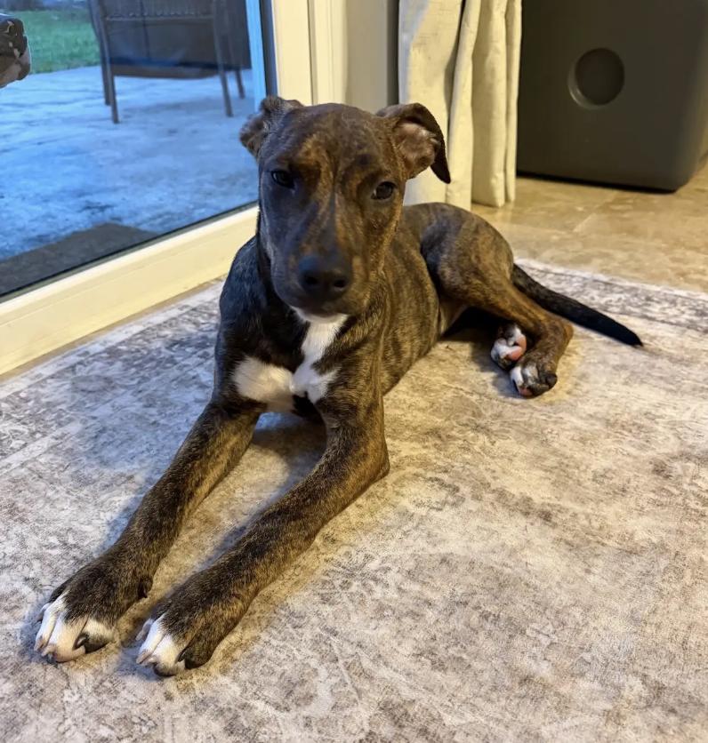 Enlarge Brynn, a Adoptable mixed breed in Orlando, FL image 5/6