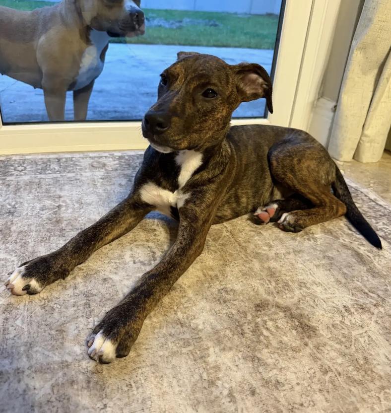 Enlarge Brynn, a Adoptable mixed breed in Orlando, FL image 3/6