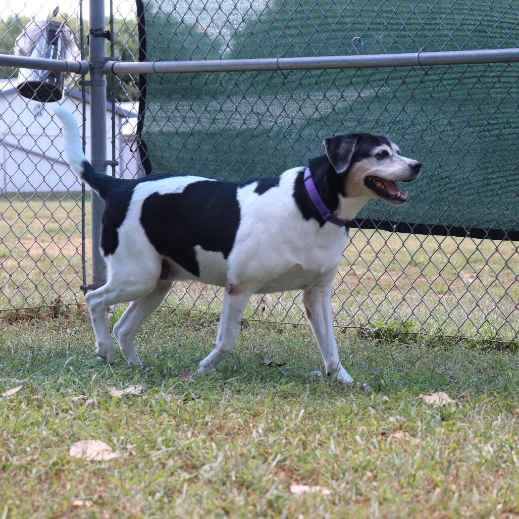 Anastasia, Adoptable, Senior Female Black Labrador Retriever & Pointer.