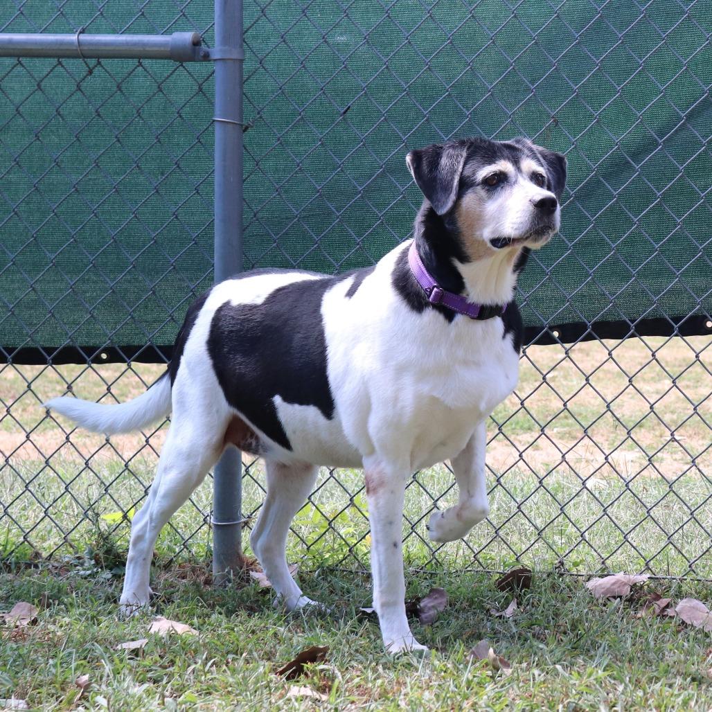 Anastasia, a Adoptable mixed breed in Springfield, IL image 2/6