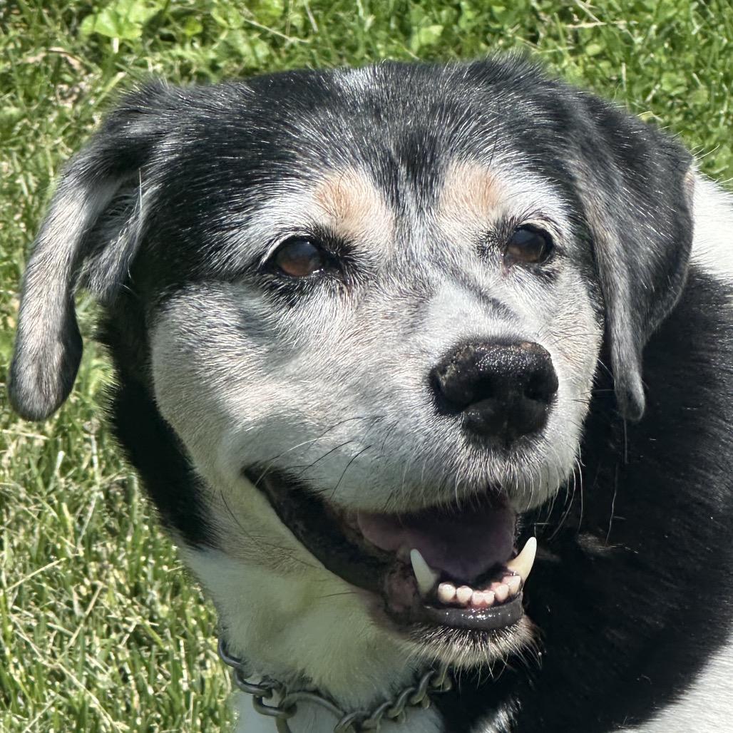 Anastasia, a Adoptable mixed breed in Springfield, IL image 2/6