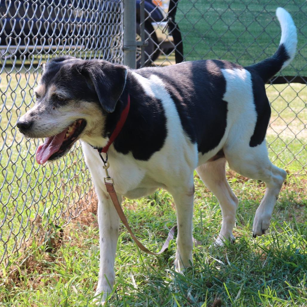 Anastasia, a Adoptable mixed breed in Springfield, IL image 4/6