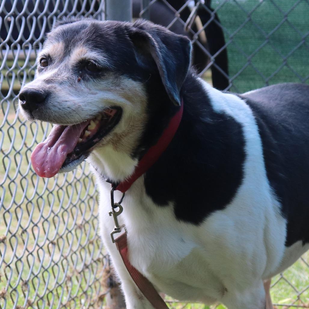 Anastasia, a Adoptable mixed breed in Springfield, IL image 5/6