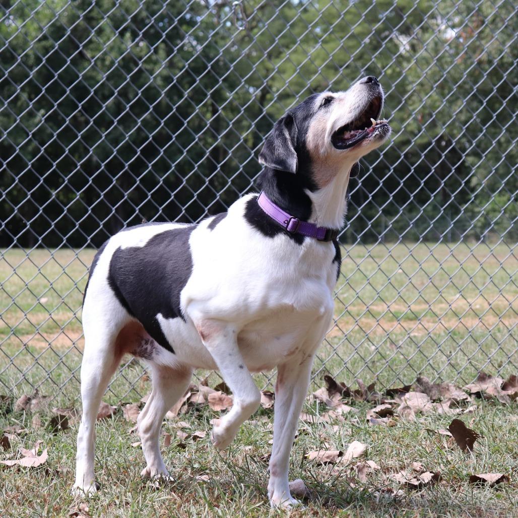 Anastasia, a Adoptable mixed breed in Springfield, IL image 6/6