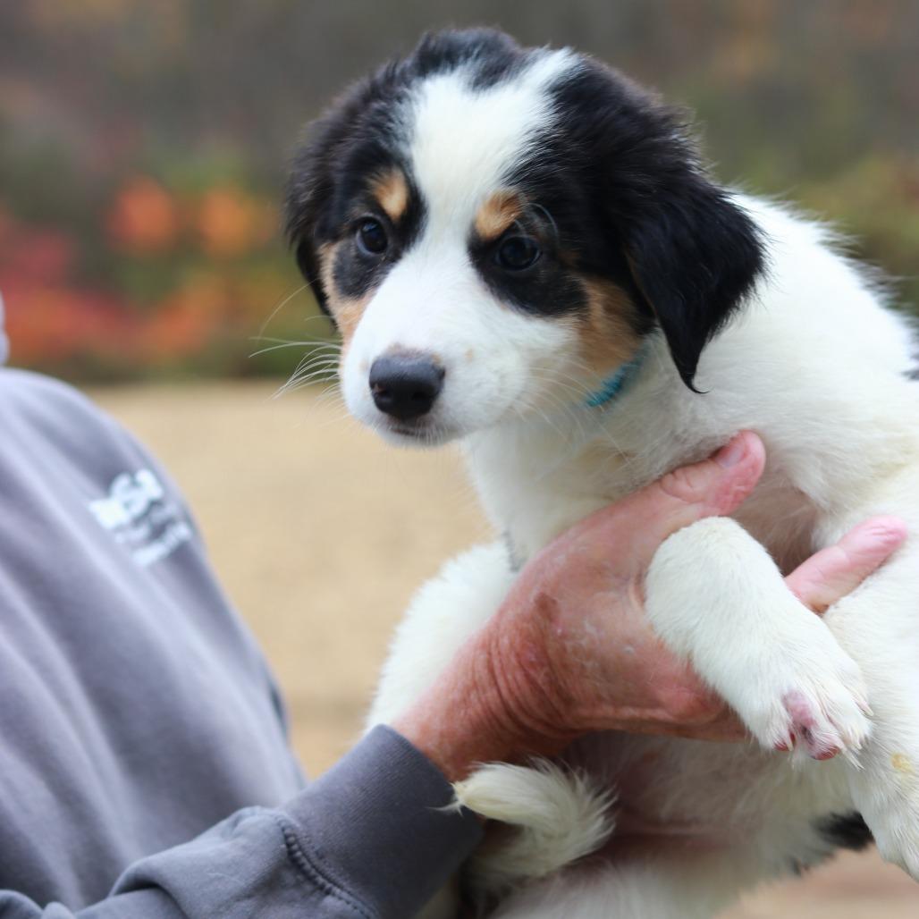 Enlarge CT Mist avail Oct 24 (Scarecrow Festival- Somers, CT), a Adoptable Australian Shepherd in Eastford, CT image 4/5