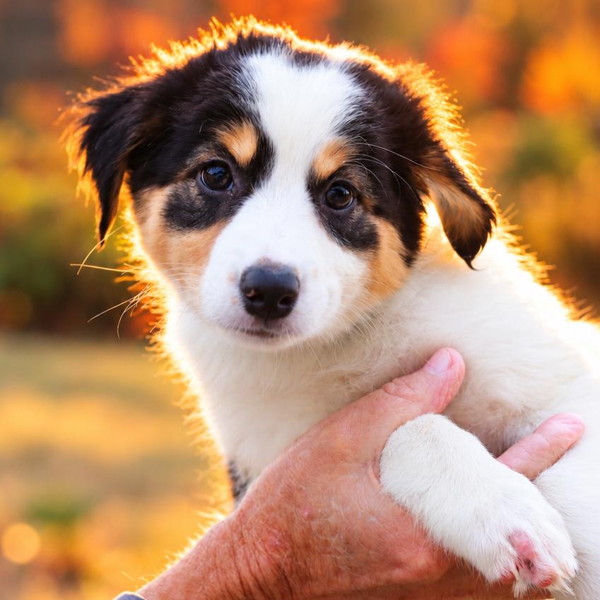 Enlarge CT Mist avail Oct 24 (Scarecrow Festival- Somers, CT), a Adoptable Australian Shepherd in Eastford, CT image 1/5