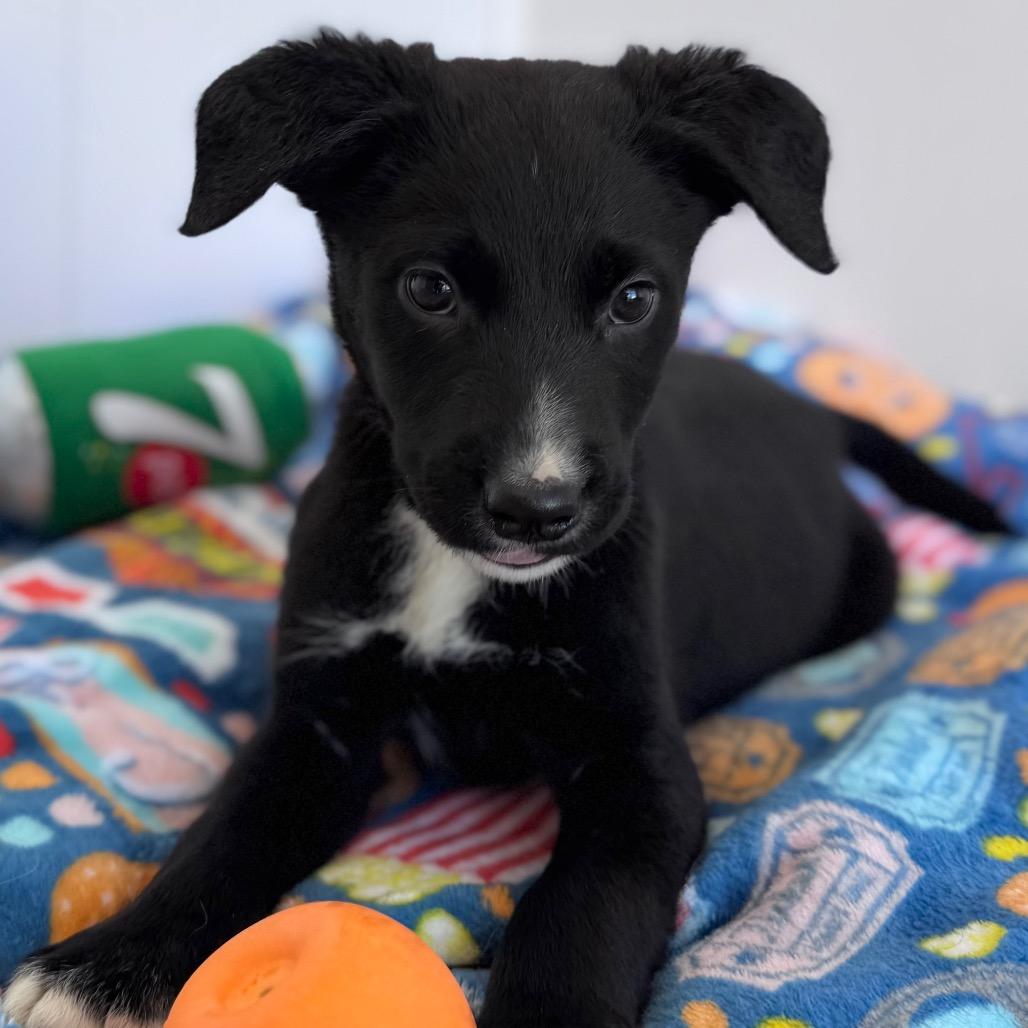 Kubota — thumbnail 2