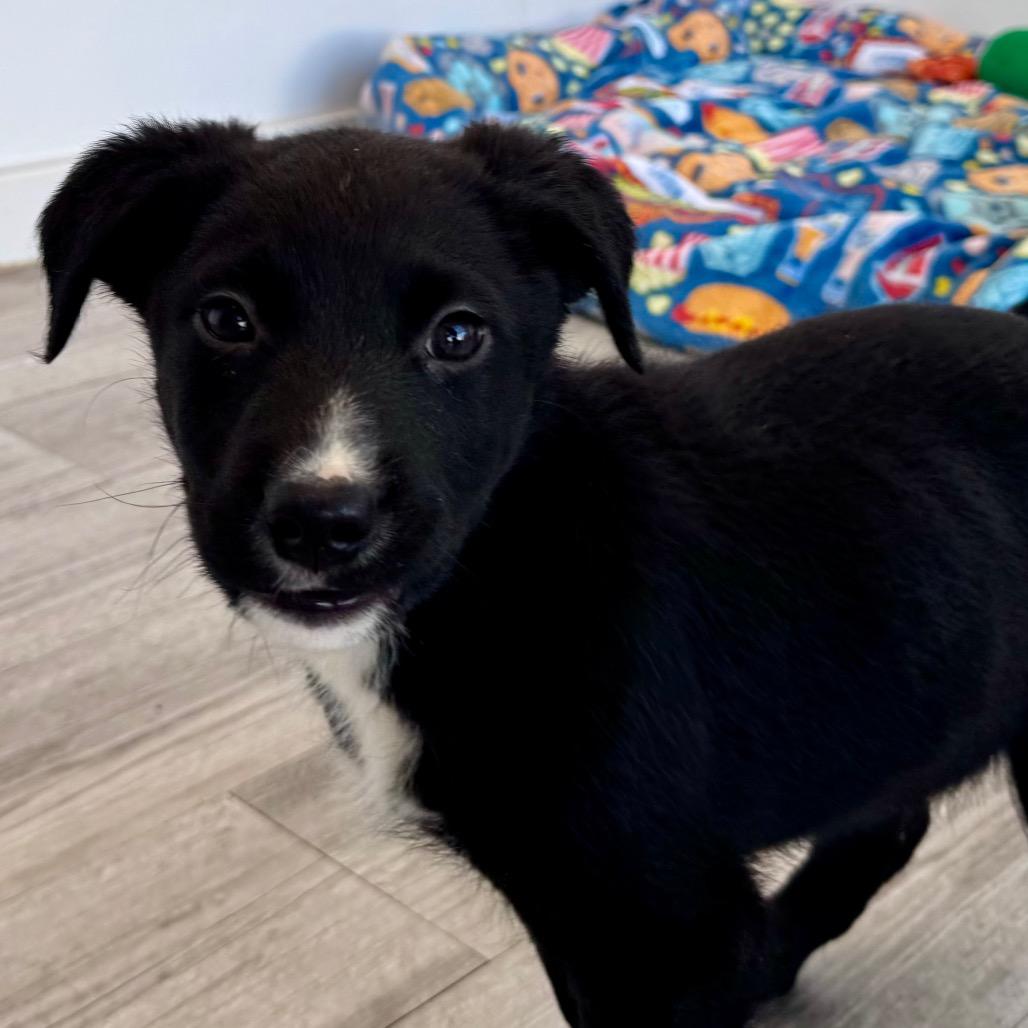 Kubota — thumbnail 3