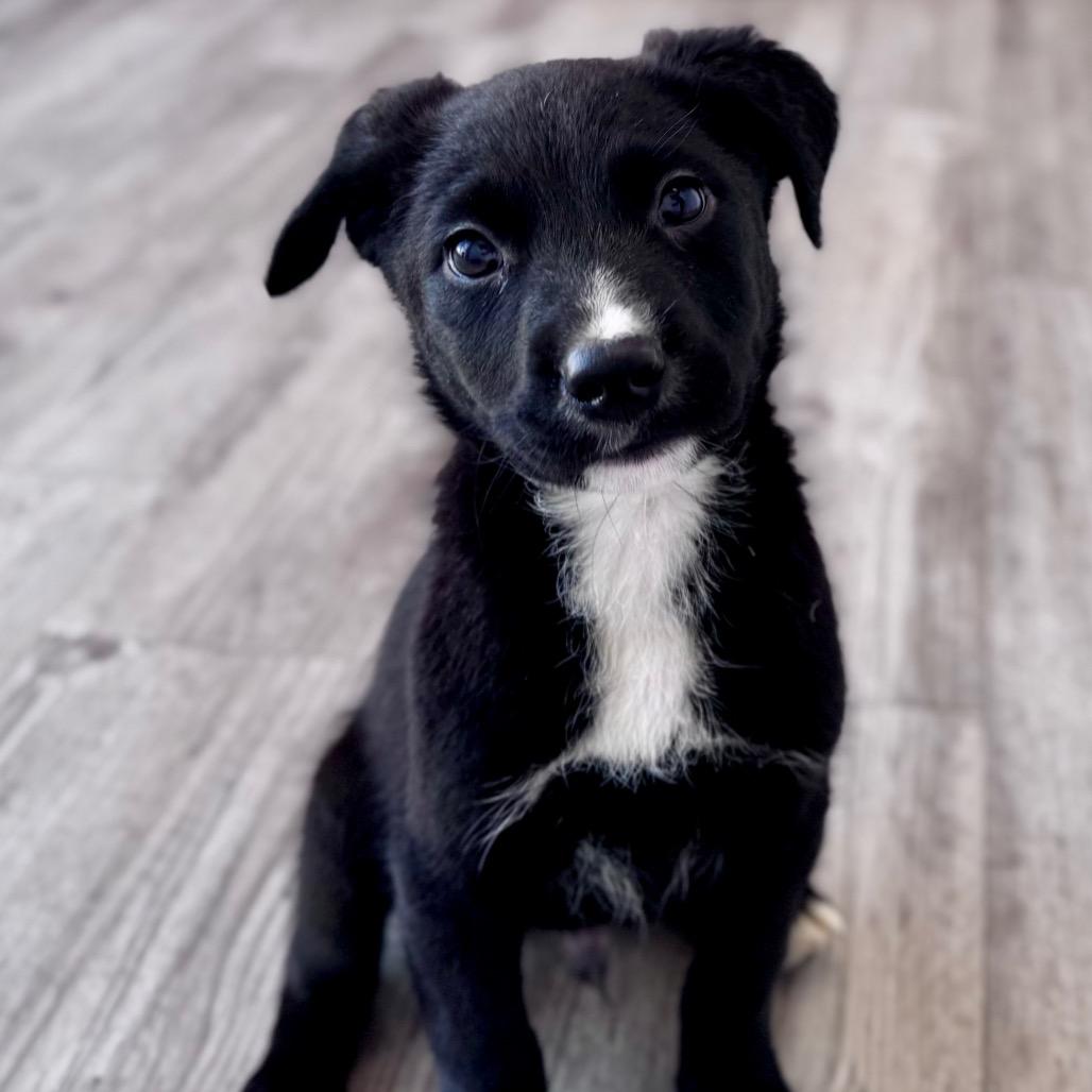 Kubota — thumbnail 4